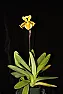 Australian dendrobium question  |  Do Australian dendrobium flowers continue to expand after they've opened? ...