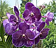 More Pics at Flickr  |  V. Robert's Delight x 2: ...