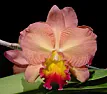 Pot Cayenne  |  Potinara Cayenne is Slc Circle of Life x Blc Buttercup 'Bozo' HCC/AOS. ...