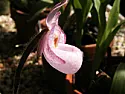 Paph Armeni White.....it's pink  | next thread &raquo;