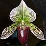Heart O' Texas Orchid Society's 42nd Annual Show & Sale, "Orchid Fever"  |  April 27th & 28th, 2013Zilker Botanical Gardens Center2220 Barton Springs...