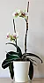 Orchid give away - because of moving  |   Hi,  I am posting here because I am moving to the USA and would like to giv...