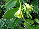 Are vanilla bean seeds viable?  | &laquo; previous thread