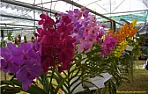 Vanda  | &laquo; previous thread