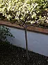 Why are these two small trees not doing so well right now in spring time?  | next thread &raquo;