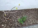 Why are these two small trees not doing so well right now in spring time?  | next thread &raquo;