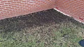 Need help - black patches in lawn  |  Hi , Need some help in improving the lawn condition .. there are some black...