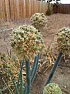 ping Songbird: onion seeds  |  Hi Songbird, These are what my green onion flowers look like now. They are 2 to...