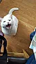 OP Update on the oil on the cat's head  |  And te pictures that belong here are......