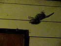 We are overrun with roaches  | &laquo; previous thread