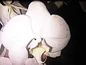 Orchid assistance requested.  |   Can anyone tell me what is wrong with my orchid and how to treat it?  The...