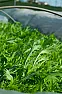 Why do my peppers look like this? |  Just over a month ago i planted some peppers from seed. I started theminside on...