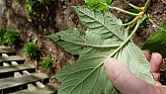 Critters eating leaves of Oakleaf Hydrangea  | next thread &raquo;