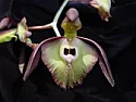 Ctsm incurvum  |  The catasetums are in bloom.  Ctsm incurvum.  lip starets flat then reflexes ...