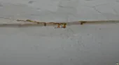 Sudden ooze from ceiling crack |  We have lived in our 1920 farmhouse in Michigan's Thumb area for 4 years...