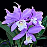 Ctt. Pink Angel photo link  |  C. skinneri v. alba x C. Little Angel ...