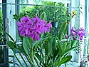 C. bowringiana? Pictures  |  There is an interesting story to this plant. It was recently given to me by ...