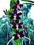 Trichoglottis brachiata v. philipinens  | next thread &raquo;