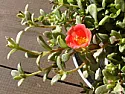 Can anyone identify this plant?  |  I was given this plant recently but do not know what it is.It has thick...