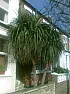 Pruning Large Palms  |  Cordylines, unlike say oak trees, don't actually increase very much insize...