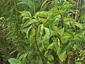 lilac leaf curl - what is it and how to treat it?  |  hallo, bought lilac last year, it had two flower spikes then developed leafcurl...