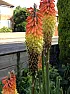 what is doing this?  |  For the 2nd year running my red hot pokers are being eaten. I have putslug...
