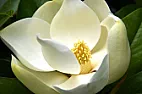 magnolia problems  |  Hi, no the leaves are not eaten. It is the top few leaves that arestarting to...