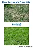 How small an area to reseed?  |  Turf grasses go dormant during droughts same as they do in New Englandin winter....
