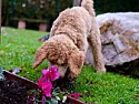 Dog Doo problem  |  I used to have a problem with a neighbor, who walked her dog to crap on my front...