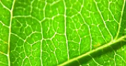 Artificial leaf - now we're getting somewhere! | next thread &raquo;