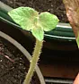 Help! Can anyone identify this mystery plant growing in my indoor garden?  |  Better but still not in focus, kinda like not having your readers onfor us...