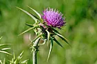 What is this plant?  |  Or possible weed? It looks spiky but is not. Any ideas?++|Filename:...