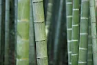 What is my name?? |  I planted a bunch of these from a friend who called it a "troutplant".Don't...