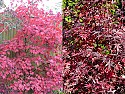 fireglow vs bloodgood japanese maple