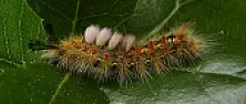 Bug ID  | &laquo; previous thread