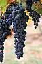 Grapes  |  Today, we went into the garden.  A mostly ignored neglected place that wehad...