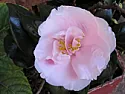 Please id this Camellia flower  |  Thanks so much David - very interesting info. Yes, Camellia's are...