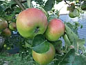 ID My Apple Tree No.1 |  Hi,Can someone help me ID the name of this apple tree. Please see...