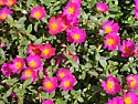 Why get rid of weeds |  I don't weed much, except in the flowerbeds right in front ofmy house. I...