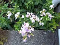 Help, advice needed on mystery plant  |  It looks like a double-flowered form of Bouncingbet (Saponaria officinalis).  It...