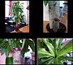 Maintenance of Dracaena Massangeana (Corn Plant)  |  Hi,I bought my first plant in January 2011. Dracaena Massangeana or Cornplant.I...