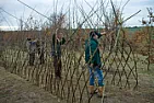 hedge  |  Planting leylandii in the same position might be asking for trouble  since...