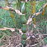 Should I be concerned about my bamboo getting too close to my neighbor's pool? |  I have a bed where I planted these buddha belly's bamboo (wamin) about...