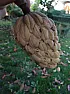 what is the name of the tree  |  Here is the photo of the cone - which is rather unusual. Does somebody know...