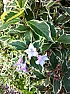 What Plant is this and can i cut it back  |  hiim new to the forum,and i have decided to post a question regarding aplant...