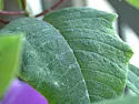 Need help identifying pest! Please! |  Hello,I need some help identifying what's wrong with my poor plant and...