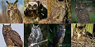Owl ID | &laquo; previous thread