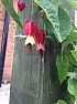 What is this Flower/Plant  |   Hi  Can anyone id this flower for me.  cheers  Spike   ++ |Filename: Flower in...