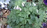 Help needed with invasive Plant at Hospice  | next thread &raquo;