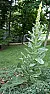 Plant ID  |  I have a perennial with large leathery leaves that feel like lambsear.  The...